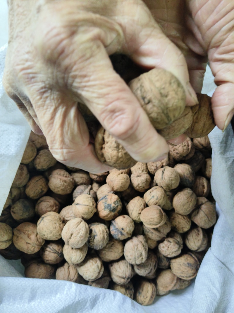 秦岭山老品种核桃，大山深处生长，海拨高生长周期长，口感好