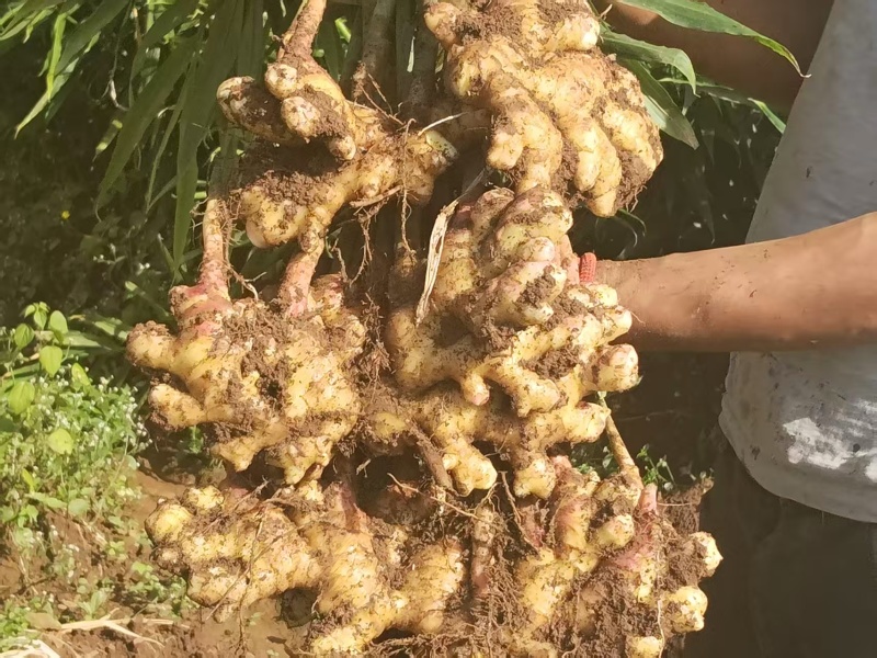 云南二黄姜，小黄姜产地一手货源，量大优惠。对接全国市场