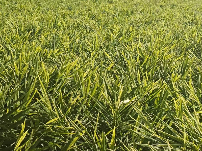 云南二黄姜，小黄姜产地一手货源，量大优惠。对接全国市场