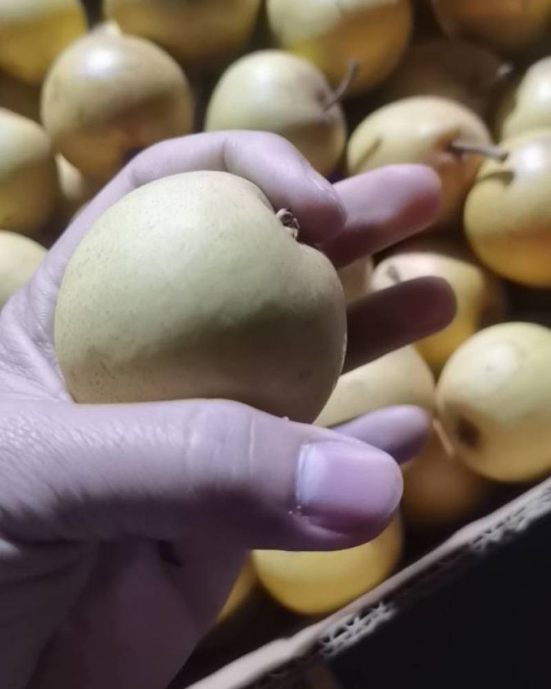 辽宁尖把梨细丝的，有需要的联系我