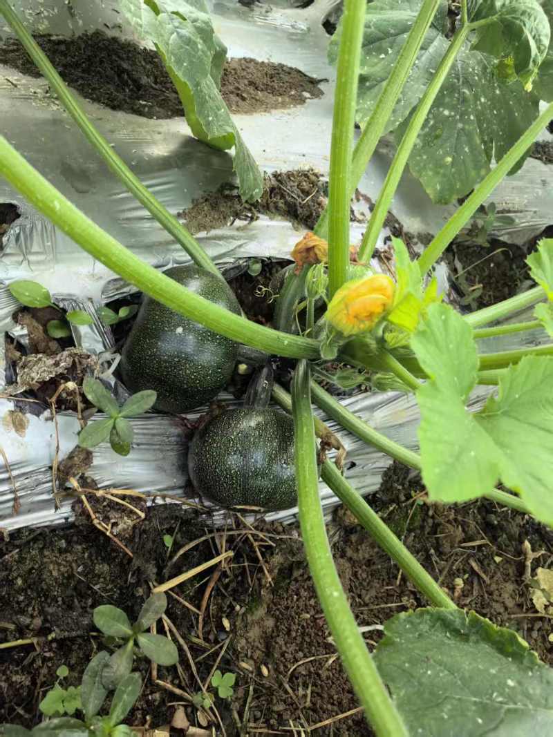 西葫芦圆瓜