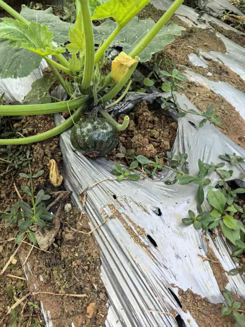 西葫芦圆瓜