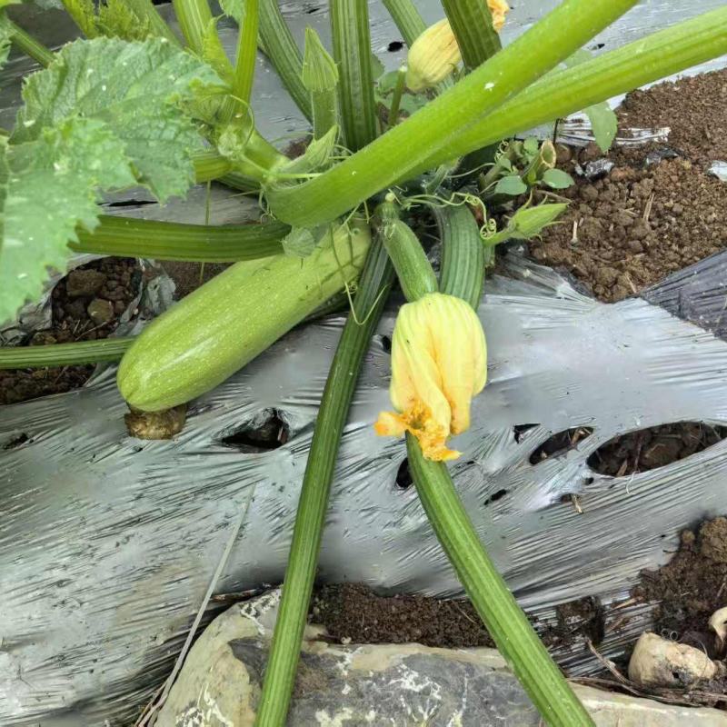 西葫芦