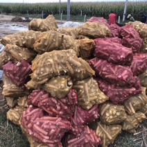 山药断头下角料