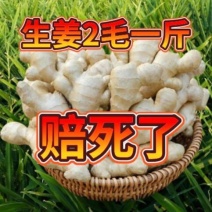 【安徽精品大黄姜】产地一手货源批发《保质保量/坏烂包赔》