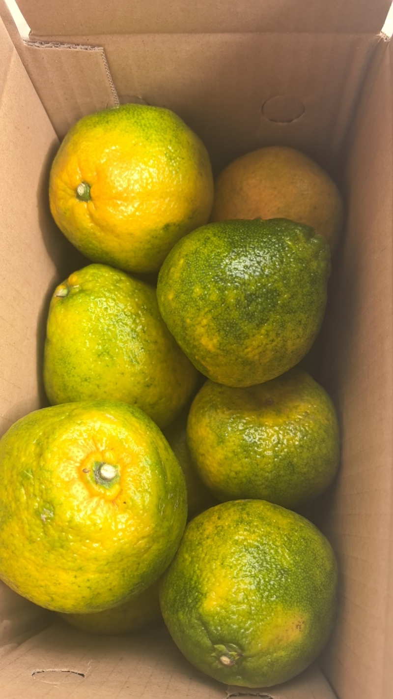 湖北丑橘大橘子专业一件代发整车批发产地直发