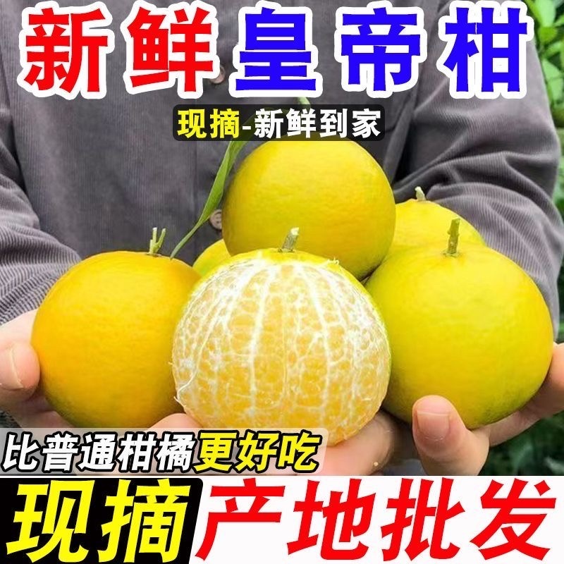 【皇帝柑】广东韶关产地直供对接市场社区电商平台