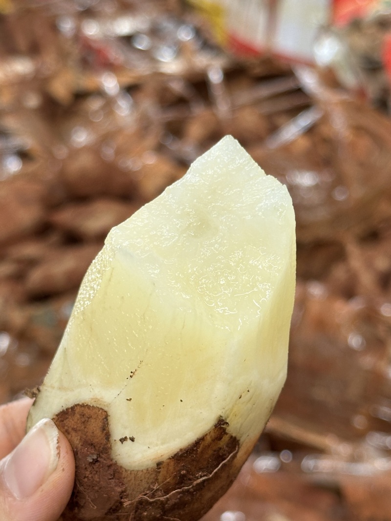 一件代发货现挖云南高山雪莲果神奇地下水果口感微甜脆爽多汁