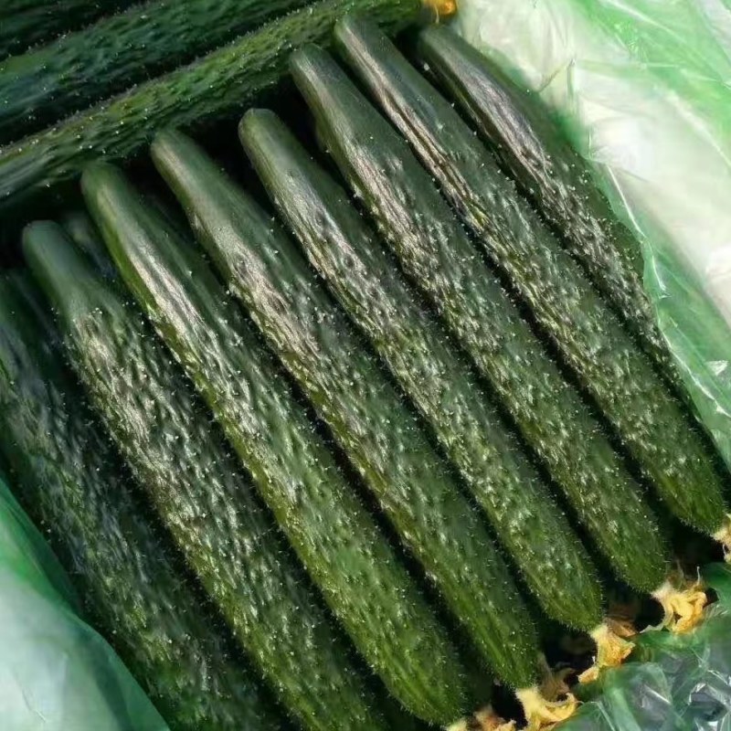 密刺黄瓜大量有货精品绿心黄瓜全国代发可视频看货