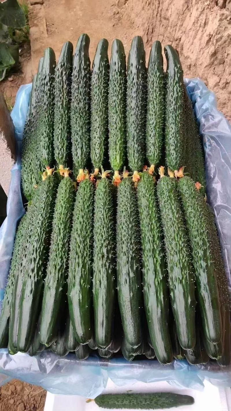 密刺黄瓜大量有货精品绿心黄瓜全国代发可视频看货