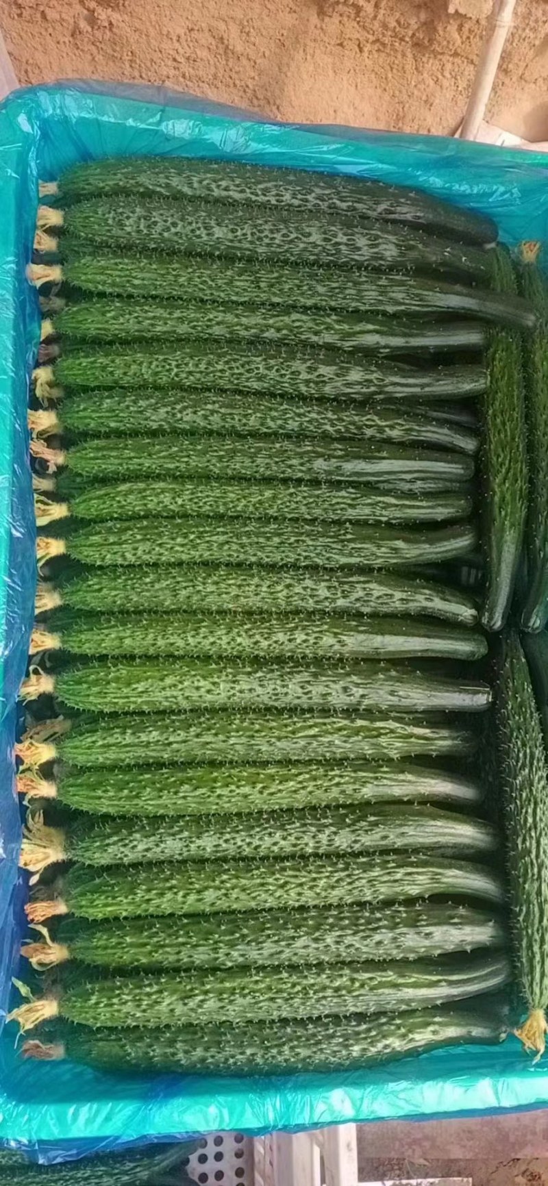 密刺黄瓜大量有货精品绿心黄瓜全国代发可视频看货