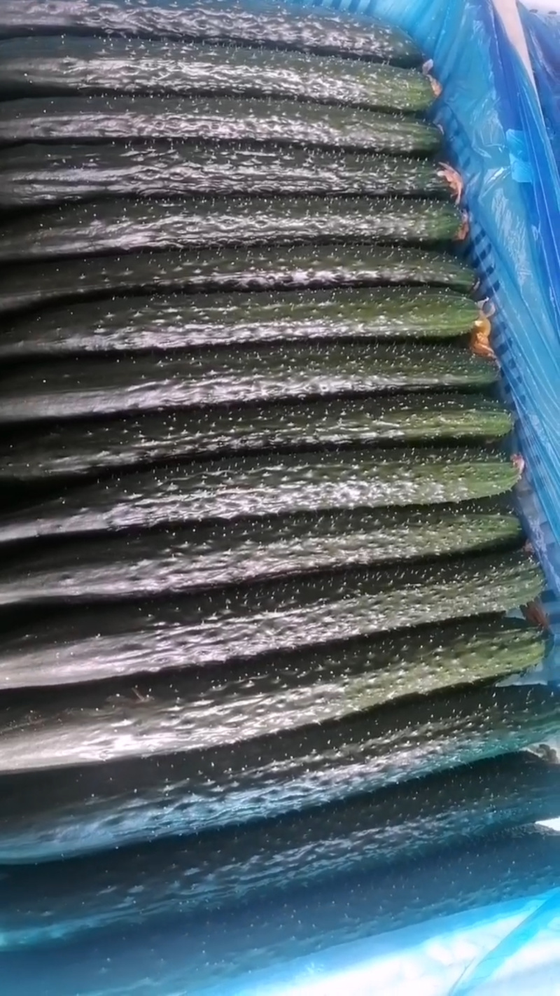 密刺黄瓜大量有货精品绿心黄瓜全国代发可视频看货