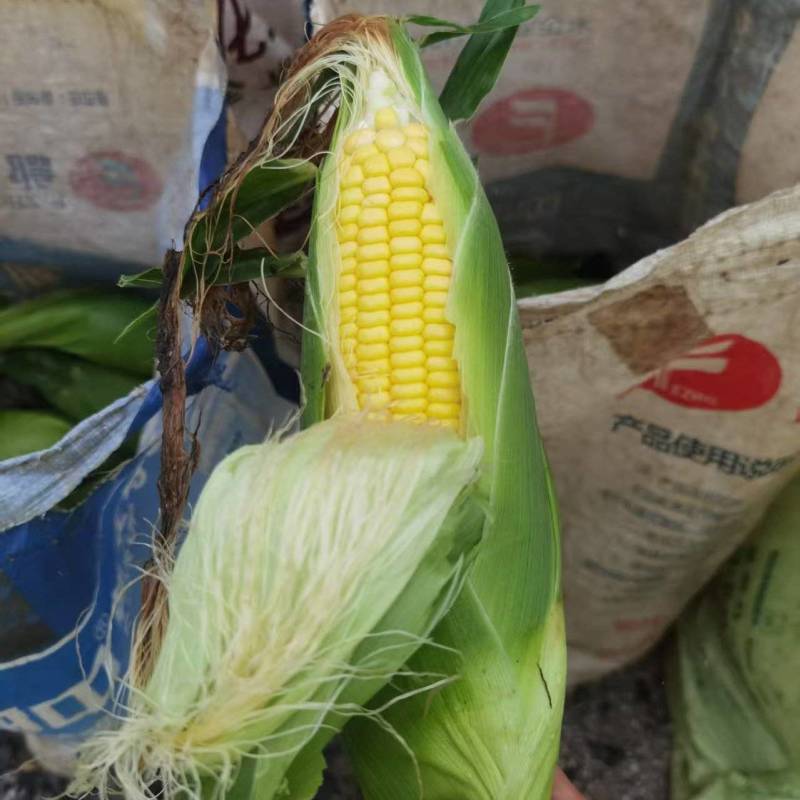 太阳花玉米/甜玉米大量上市基地直供品质优现摘现发可视频看