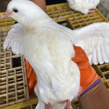 灰鸽白鸽老鸽全国发货