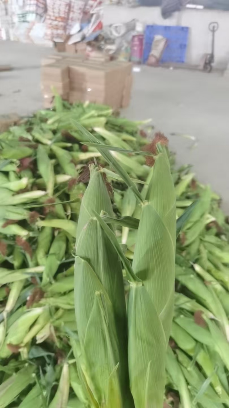 太阳花玉米/甜玉米大量上市基地直供品质优现摘现发可视频看