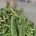 太阳花玉米/甜玉米大量上市基地直供品质优现摘现发可视频看