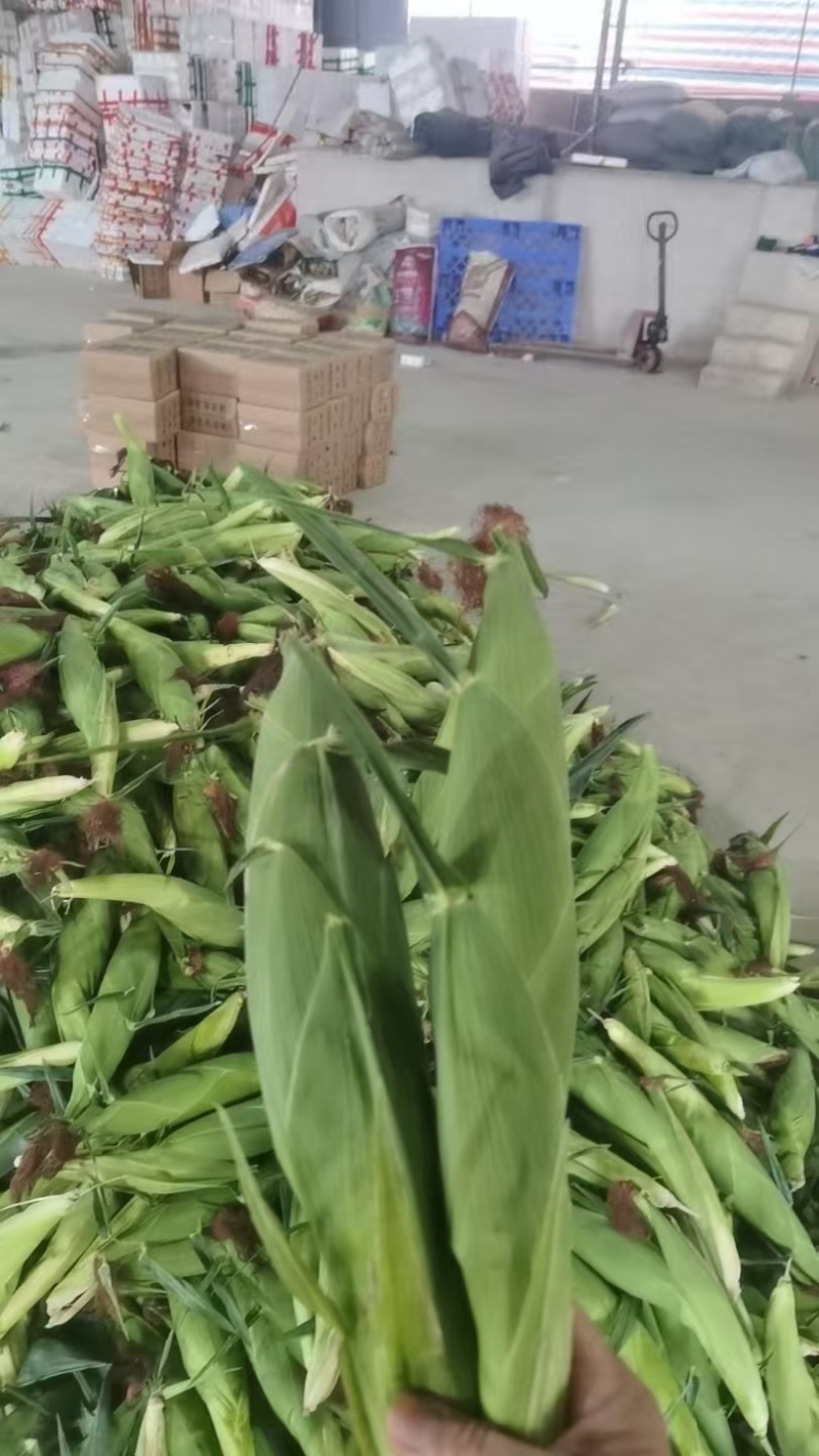 太阳花玉米/甜玉米大量上市基地直供品质优现摘现发可视频看
