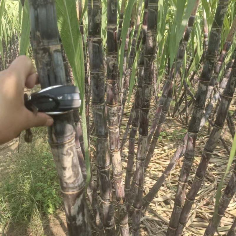 精品黑皮甘蔗一手货源价格实惠对接全国市场诚信经营