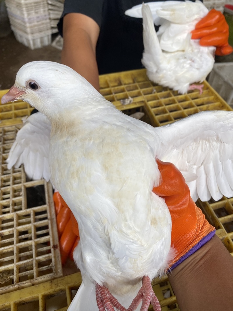 灰鸽白鸽老鸽全国发货
