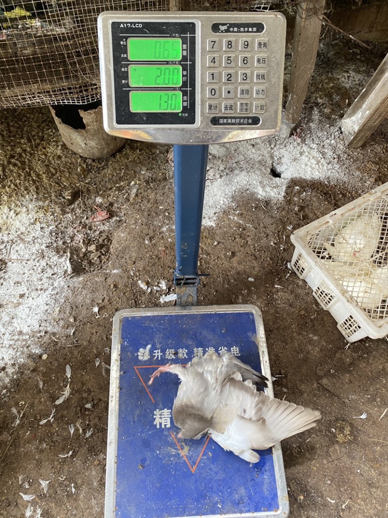 灰鸽白鸽老鸽全国发货