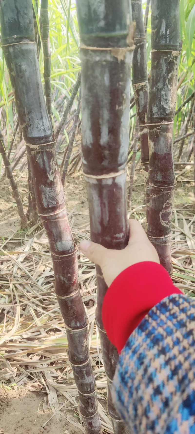 精品黑皮甘蔗一手货源价格实惠对接全国市场诚信经营