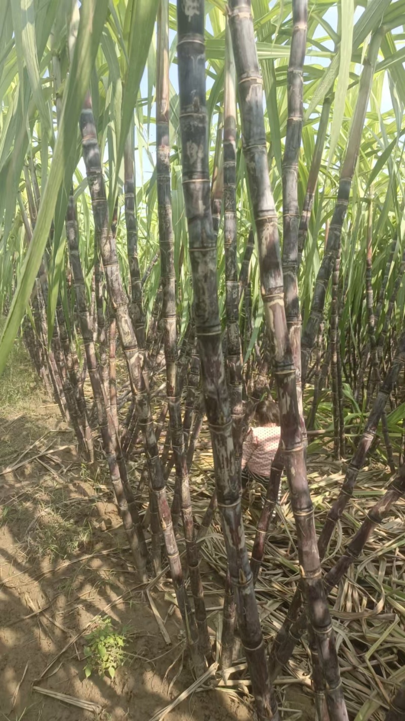 精品黑皮甘蔗一手货源价格实惠对接全国市场诚信经营