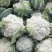 松花菜青梗白面有机花菜产地直发/品质保证量大价优全国发货