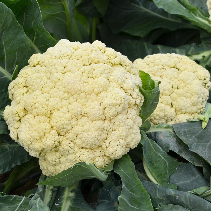 松花菜青梗白面有机花菜产地直发/品质保证量大价优全国发货