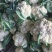 松花菜青梗白面有机花菜产地直发/品质保证量大价优全国发货