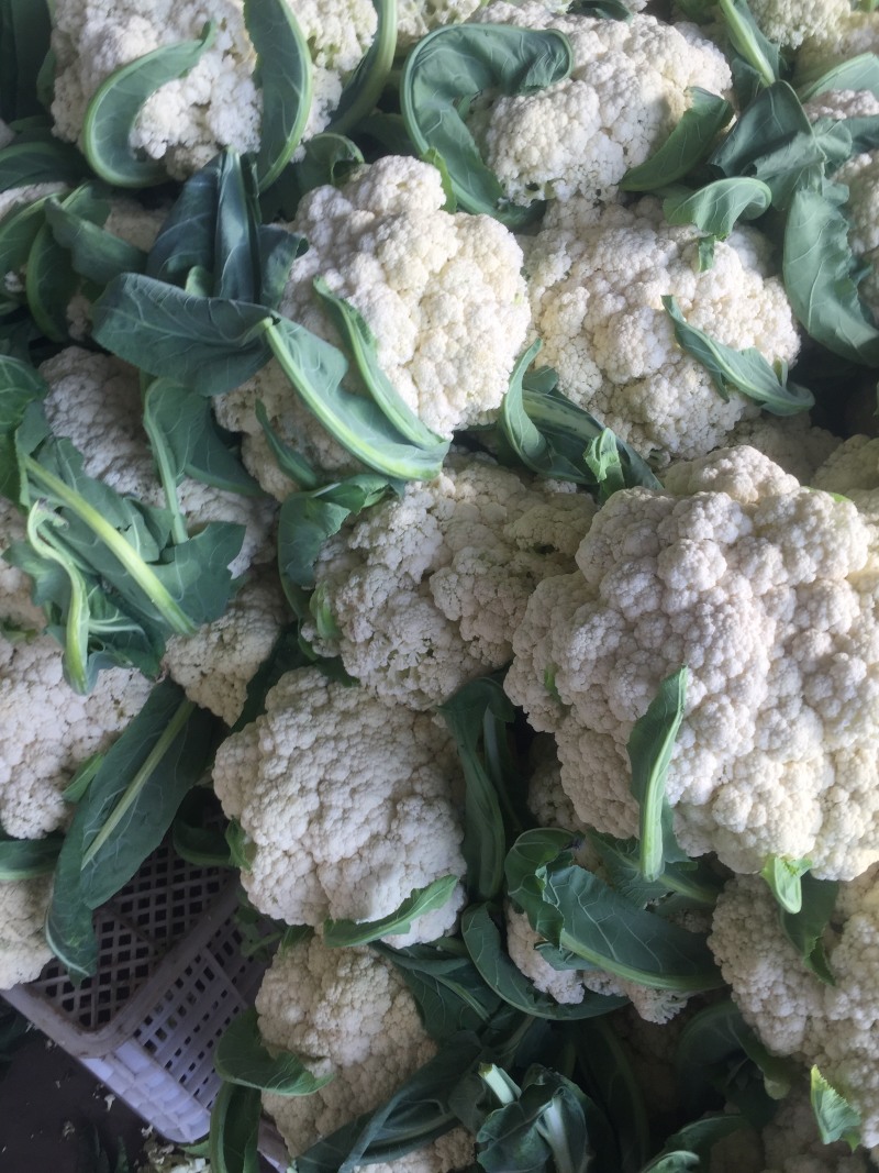松花菜青梗白面有机花菜产地直发/品质保证量大价优全国发货
