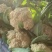 松花菜青梗白面有机花菜产地直发/品质保证量大价优全国发货
