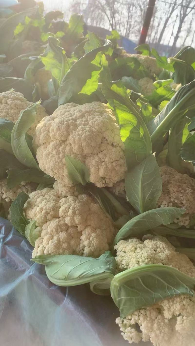 松花菜青梗白面有机花菜产地直发/品质保证量大价优全国发货