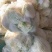 松花菜青梗白面有机花菜产地直发/品质保证量大价优全国发货