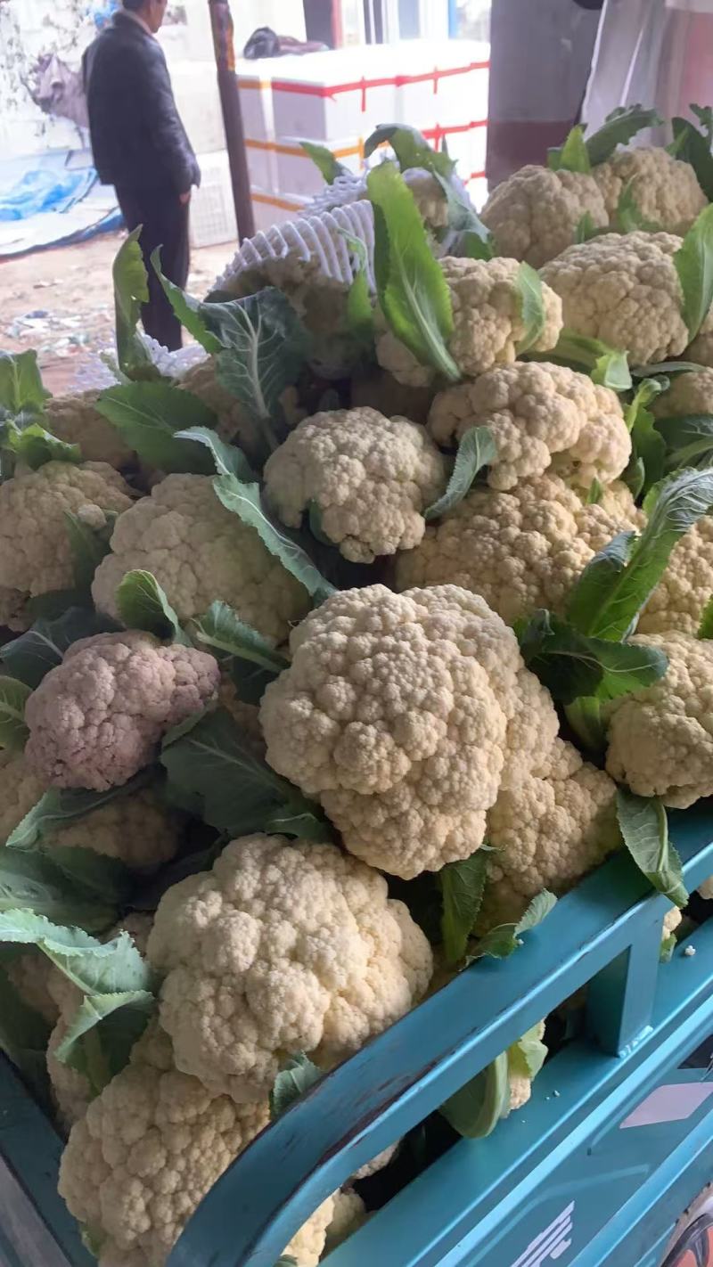 松花菜青梗白面有机花菜产地直发/品质保证量大价优全国发货