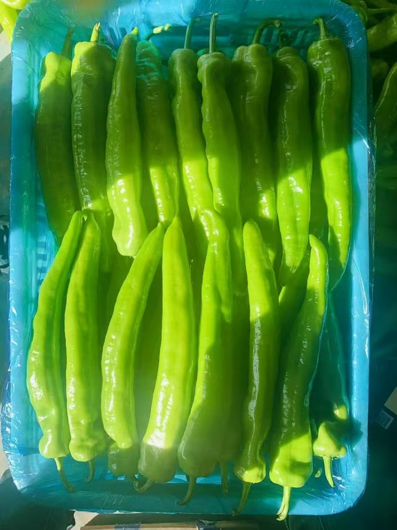 鲜辣椒精品黄皮大个尖椒大量供应基地直供货源充足可视频看货