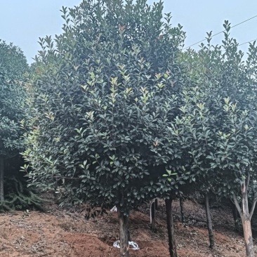 高杆红叶石楠石楠树基地直发大量现货可视频看货