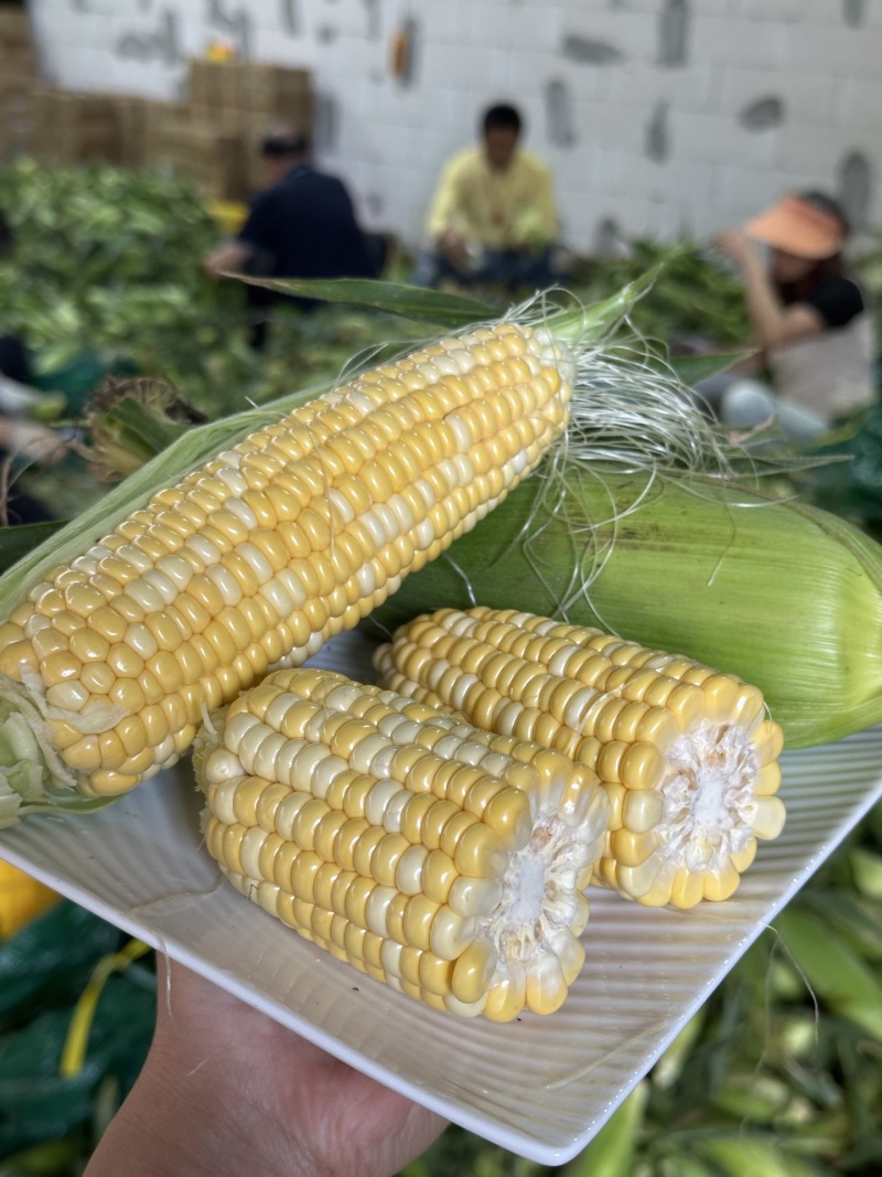 一件代发货云南水果玉米生吃清甜熟吃香甜多汁美食香甜嫩