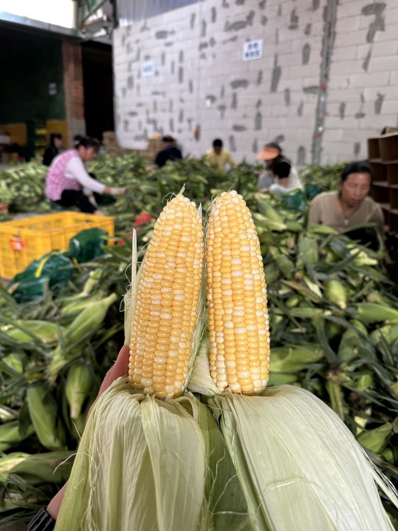 一件代发货云南水果玉米生吃清甜熟吃香甜多汁美食香甜嫩