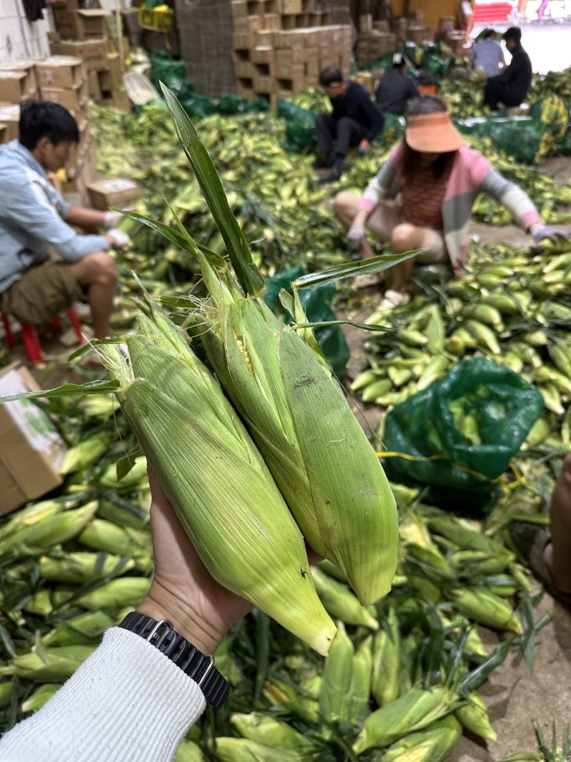 一件代发货云南水果玉米生吃清甜熟吃香甜多汁美食香甜嫩