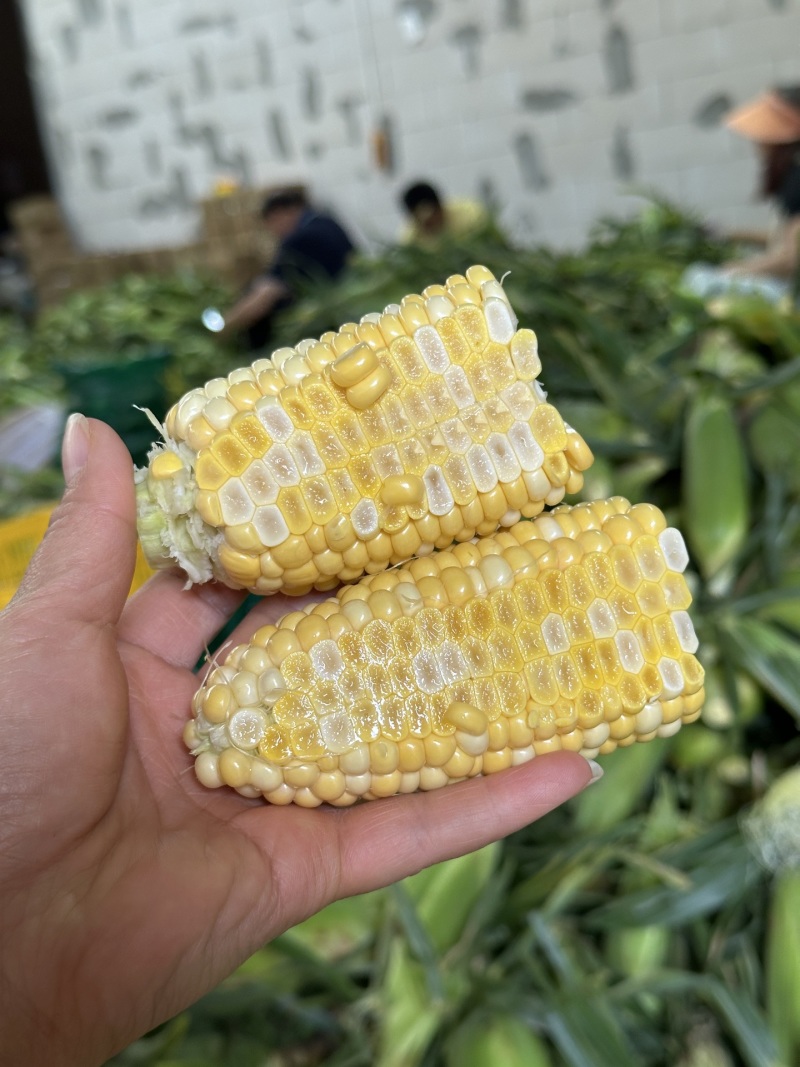一件代发货云南水果玉米生吃清甜熟吃香甜多汁美食香甜嫩