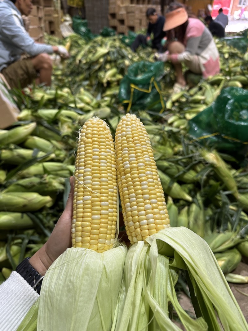 一件代发货云南水果玉米生吃清甜熟吃香甜多汁美食香甜嫩