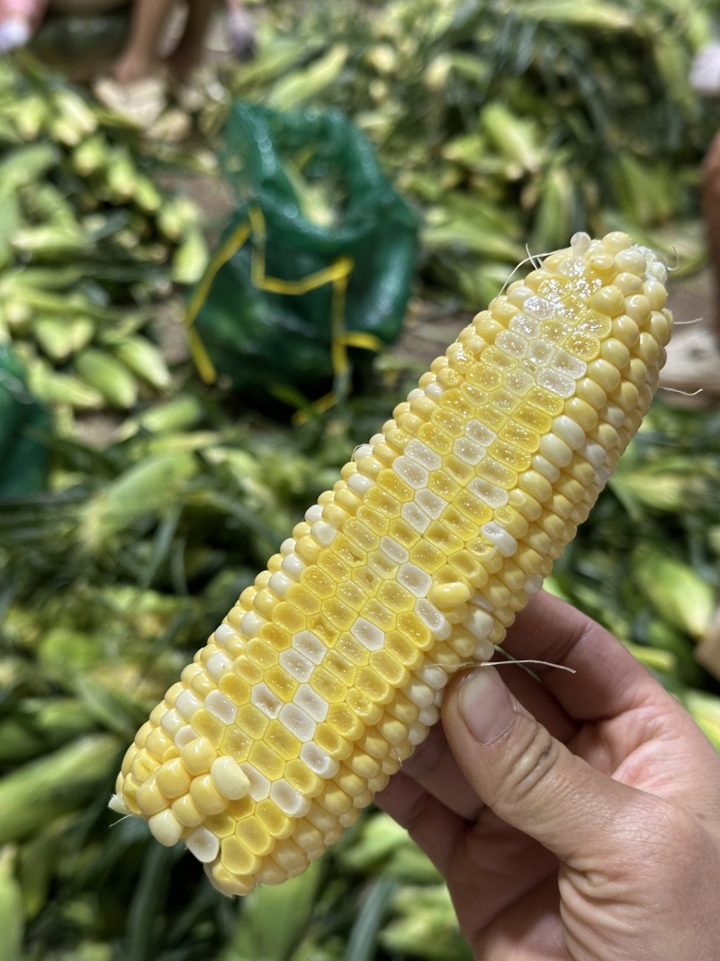 一件代发货云南水果玉米生吃清甜熟吃香甜多汁美食香甜嫩