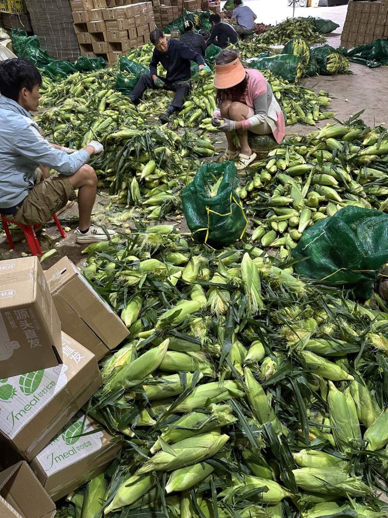 一件代发货云南水果玉米生吃清甜熟吃香甜多汁美食香甜嫩