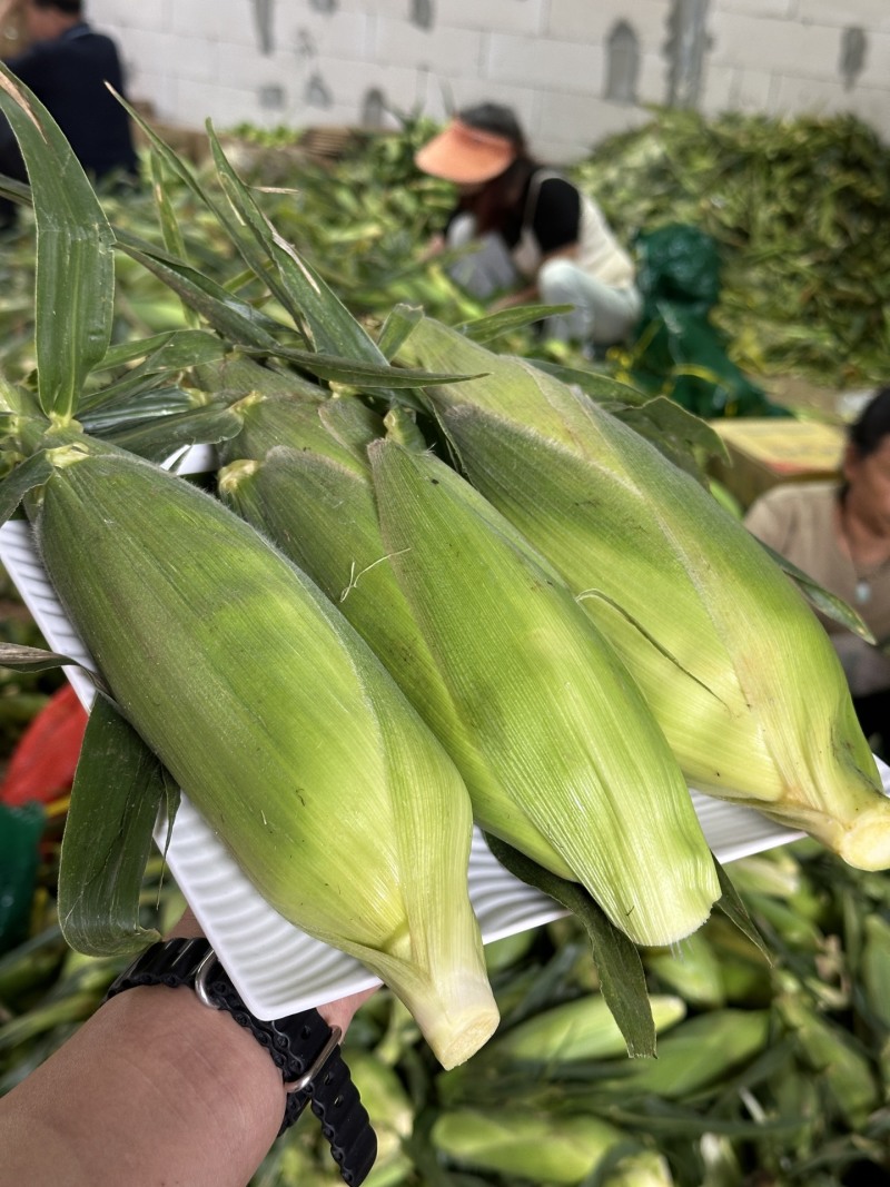 一件代发货云南水果玉米生吃清甜熟吃香甜多汁美食香甜嫩