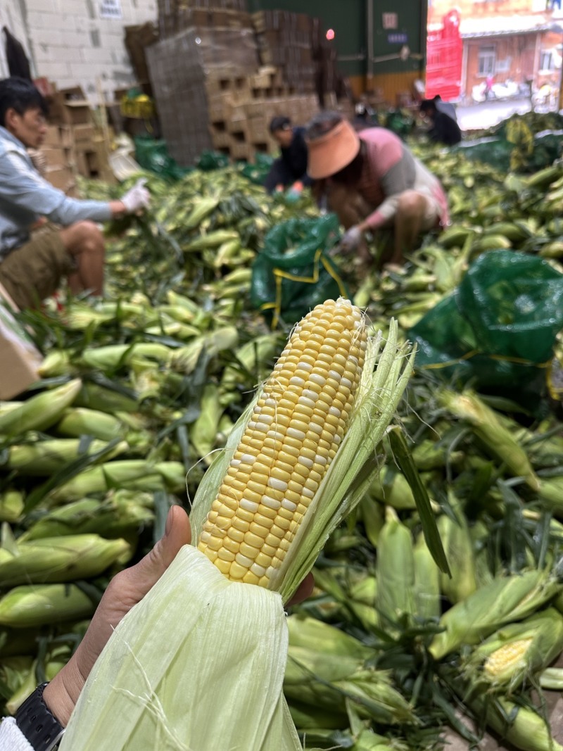 一件代发货云南水果玉米生吃清甜熟吃香甜多汁美食香甜嫩