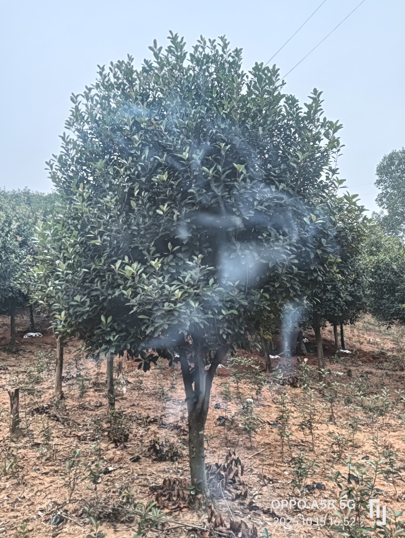 高杆红叶石楠石楠树基地直发大量现货可视频看货