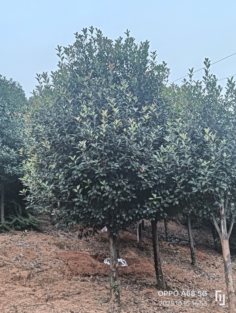高杆红叶石楠石楠树基地直发大量现货可视频看货