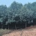 高杆红叶石楠石楠树基地直发大量现货可视频看货
