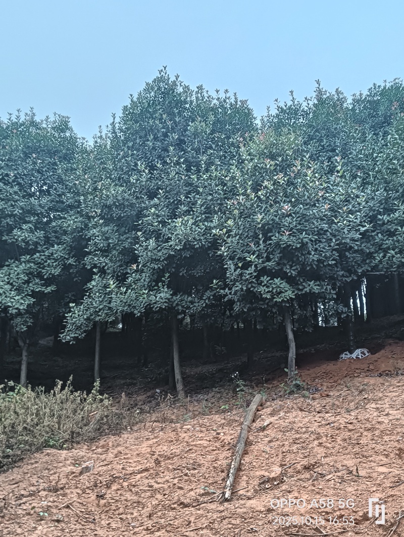 高杆红叶石楠石楠树基地直发大量现货可视频看货