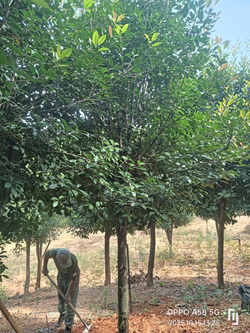 高杆红叶石楠石楠树基地直发大量现货可视频看货